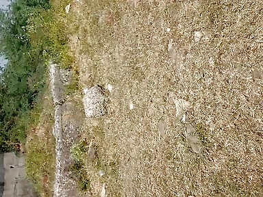 Bridge Nichey Chudayi Outdoor Village Sex